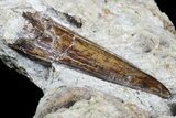 Huge, Top Quality, Tyrannosaur Tooth - Judith River Formation #183567-2